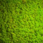 Green lichen. Moss wall in moder beauty studio