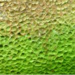 green lichen pit surface