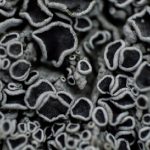 lichen-noir-macro