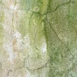 Old concrete wall covered with green bloom, visible cracks and signs of old age.